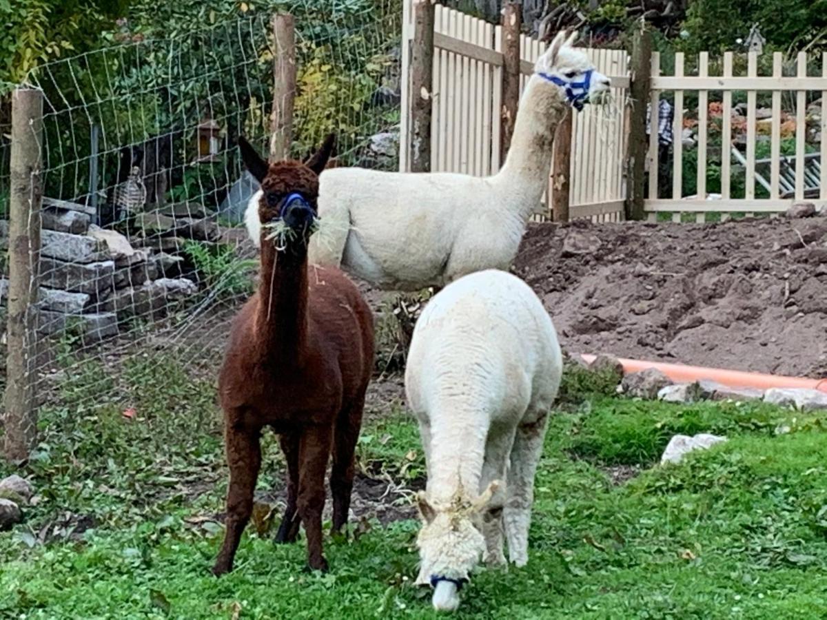 Tarahaus Lägenhet Sankt Georgen im Schwarzwald Exteriör bild