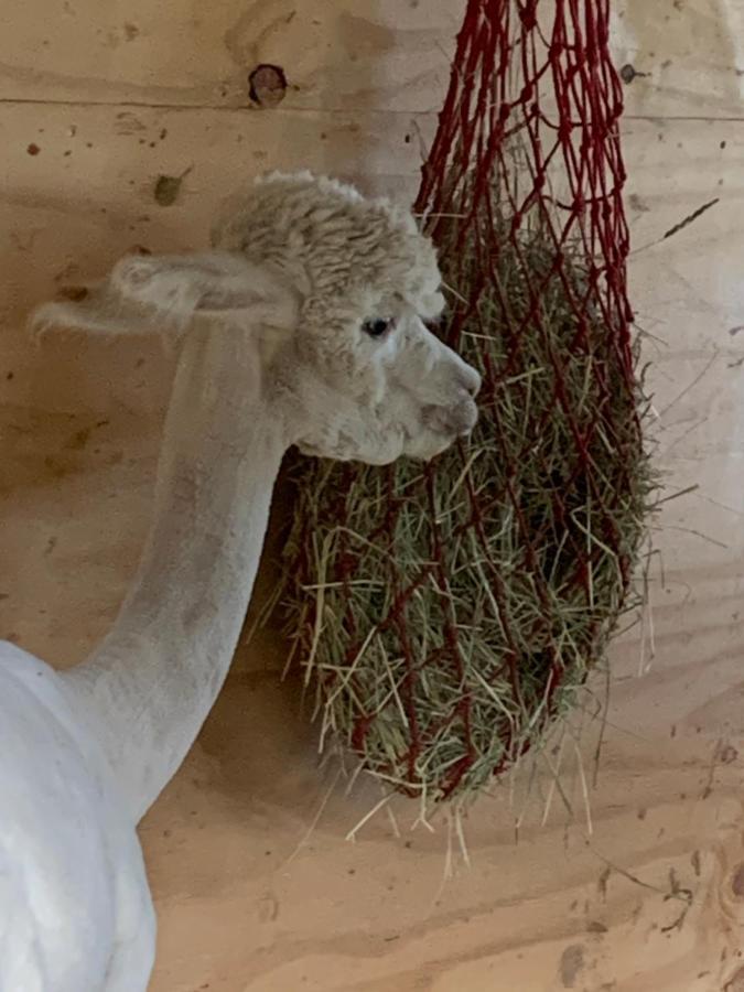 Tarahaus Lägenhet Sankt Georgen im Schwarzwald Exteriör bild