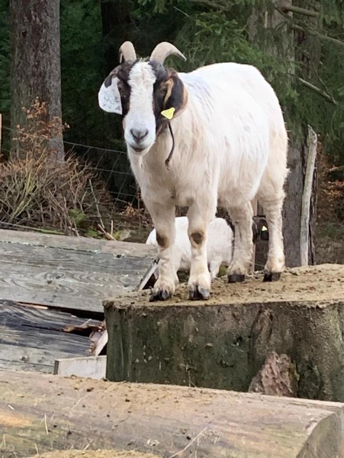 Tarahaus Lägenhet Sankt Georgen im Schwarzwald Exteriör bild