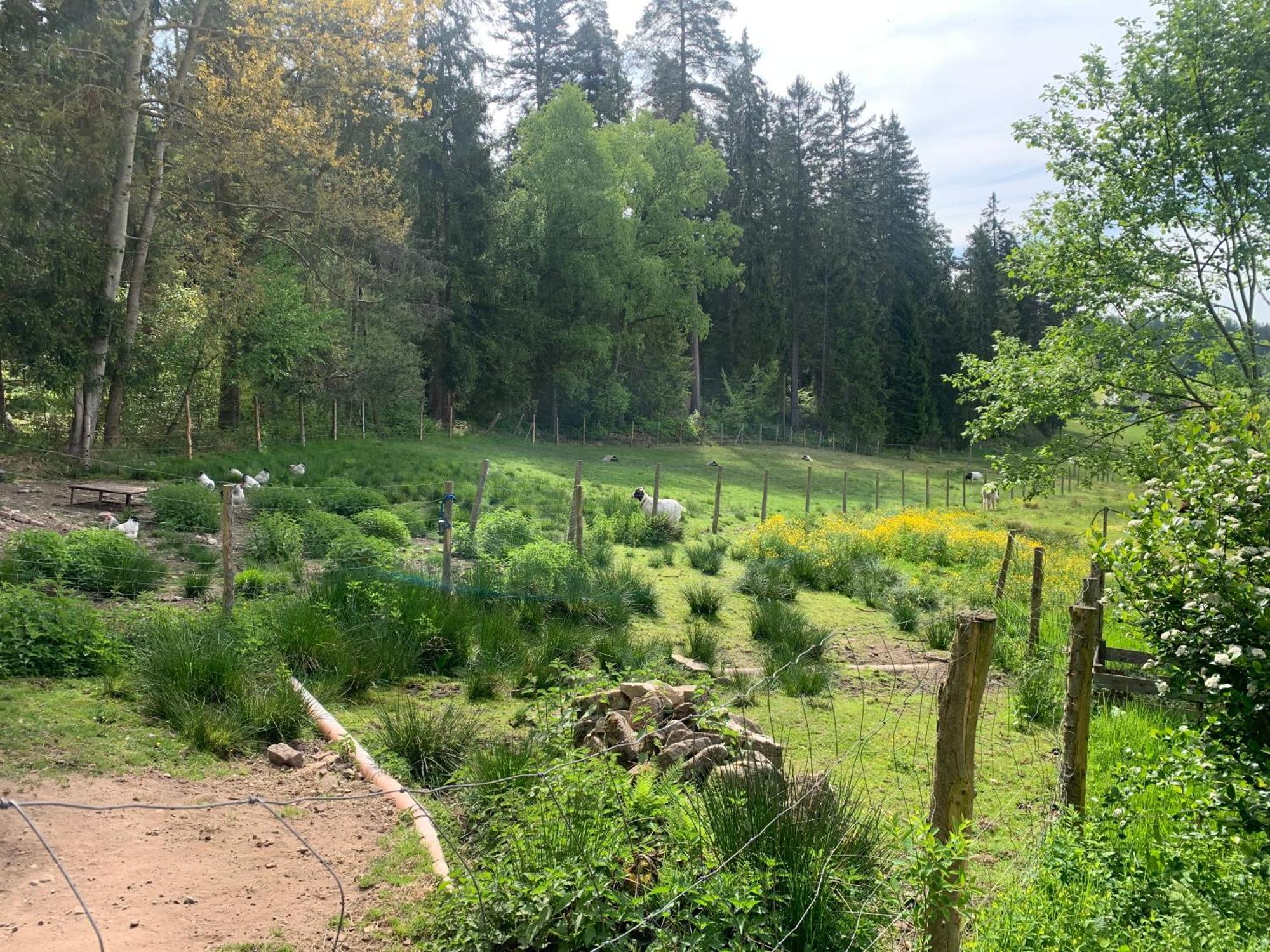 Tarahaus Lägenhet Sankt Georgen im Schwarzwald Exteriör bild